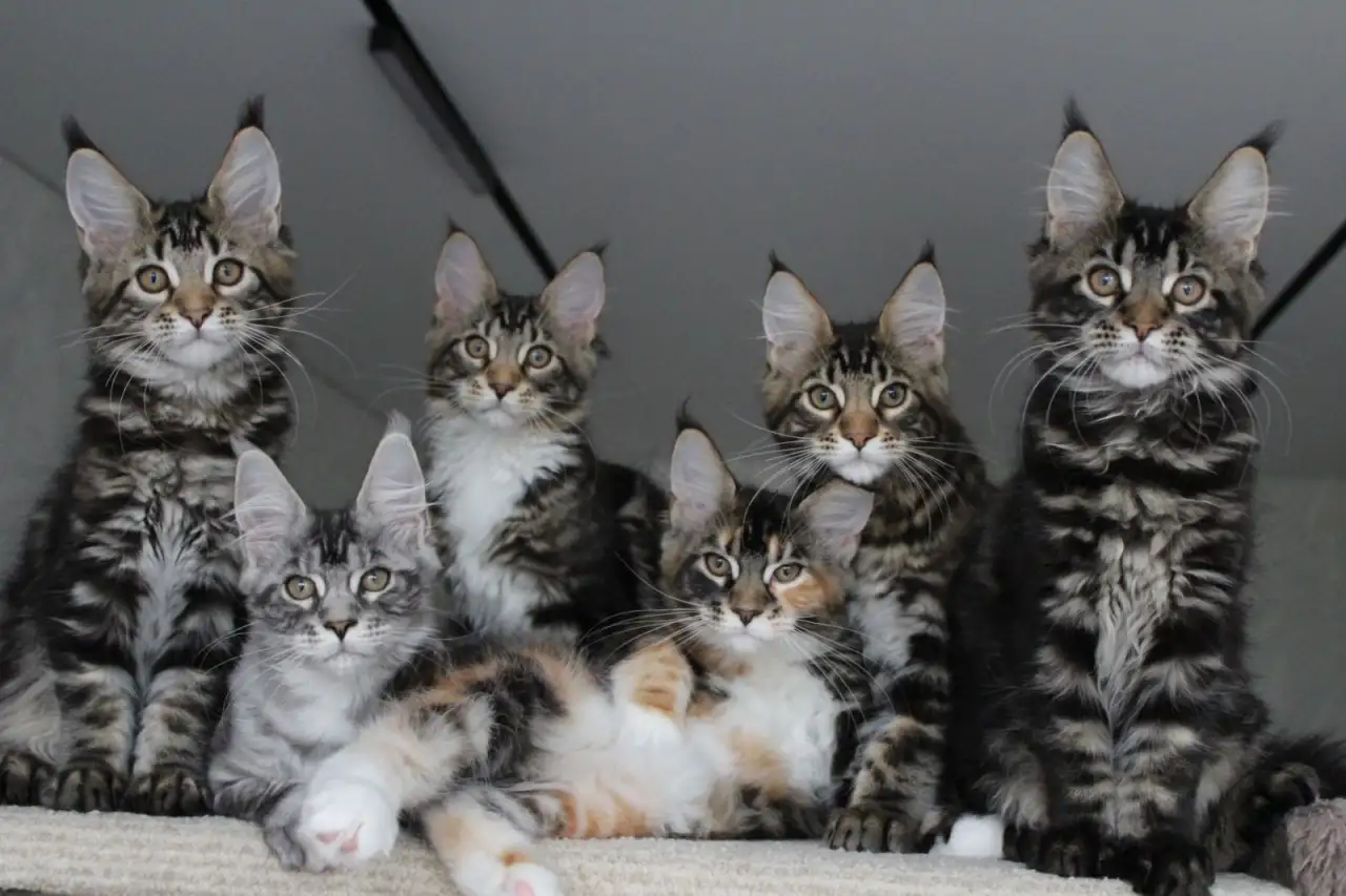 Котята мейн кун!, фотография 2