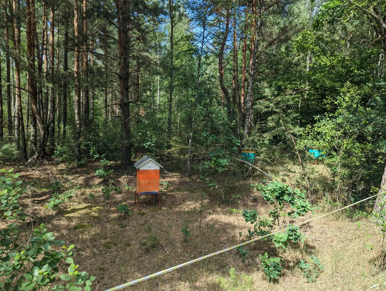 Мед из дикоросов, фотография 3