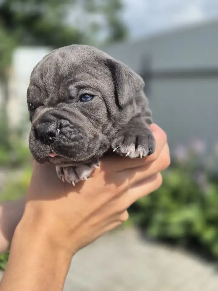 Предлагаются к продаже щенки кане корсо, фотография 1