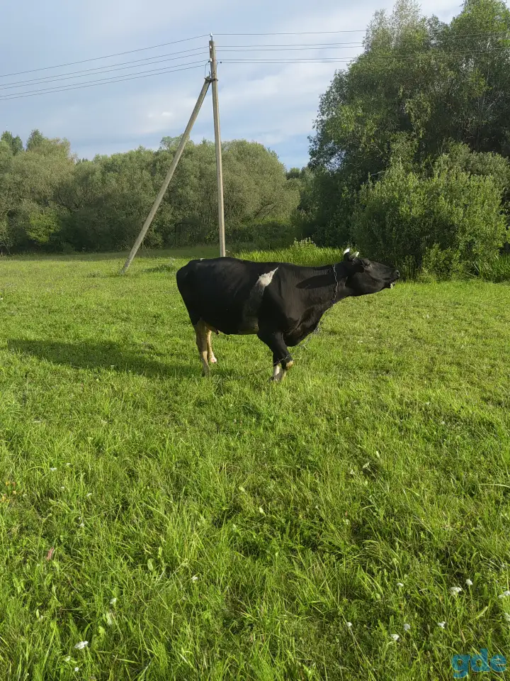 Продам корову, фотография 2