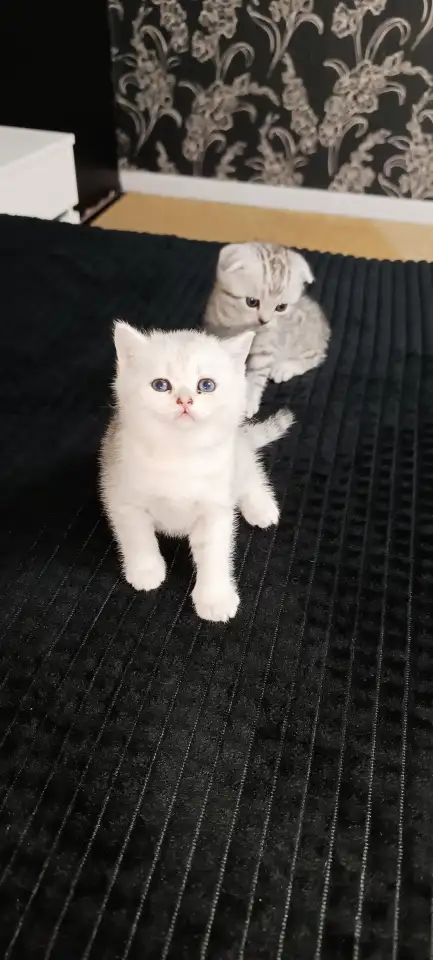 Шотландские котята, фотография 6