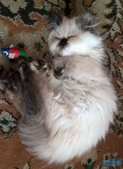 персики котята, фотография 2