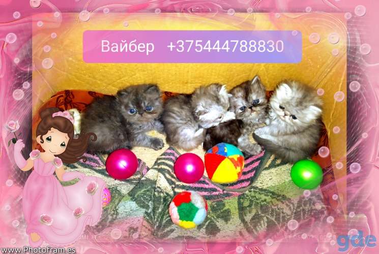Персидские котята экстремалы чистокровные., фотография 1