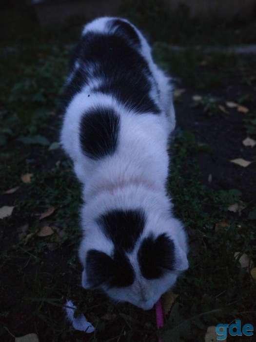 Пропал кот!, фотография 5