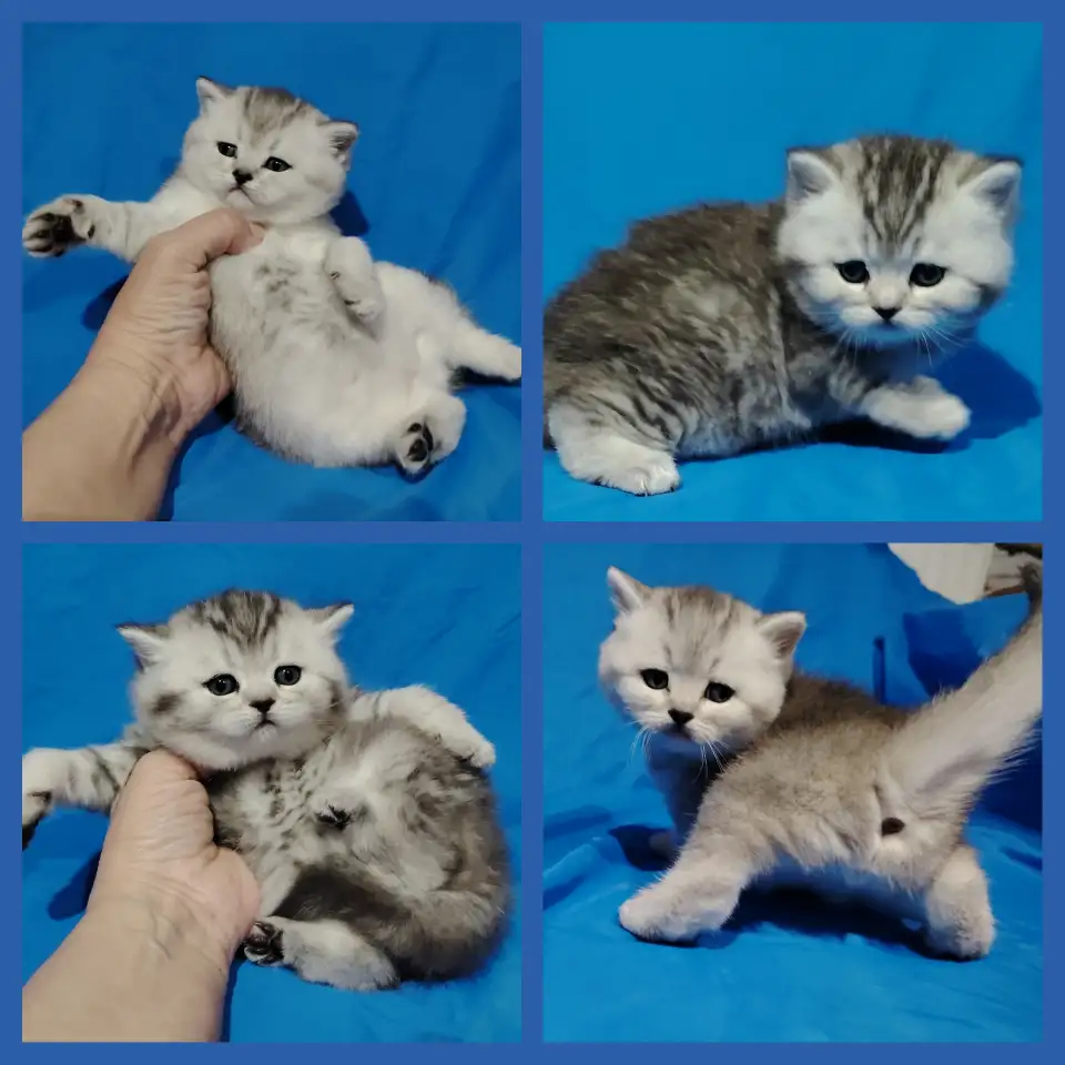 Шотландские котята., фотография 2
