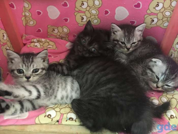 Шотландские котята, фотография 6