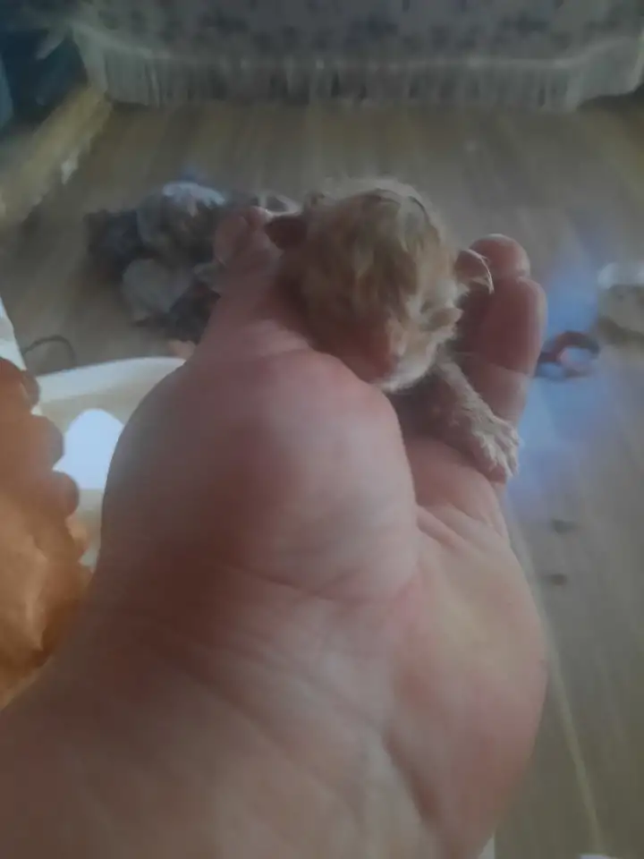 Котята Майн куе, фотография 3
