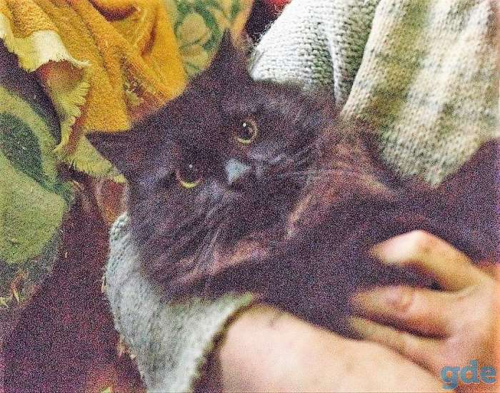 Котик-Бегемотик в добрые руки, фотография 4