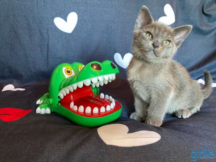 Котята Европейской бурмы, фотография 2
