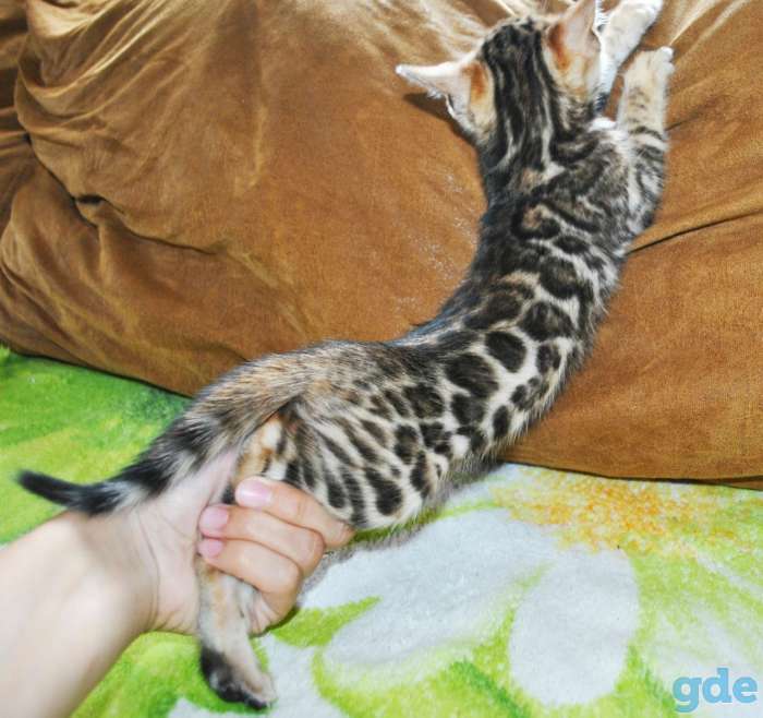 Шикарные бенгальские котята, фотография 1