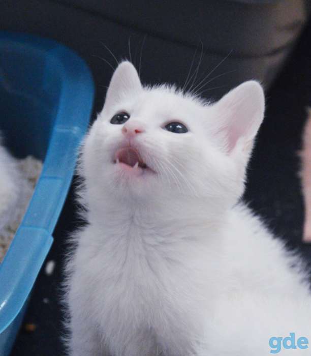 Котята бесплатно., фотография 7