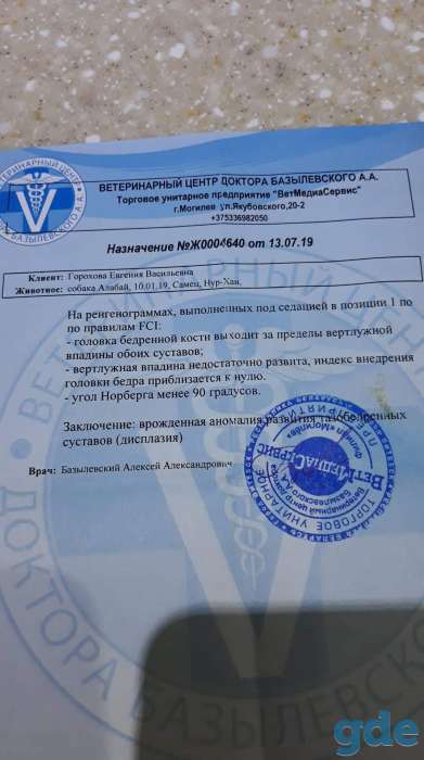 Щенок с ДИСПЛАЗИЕЙ, фотография 3