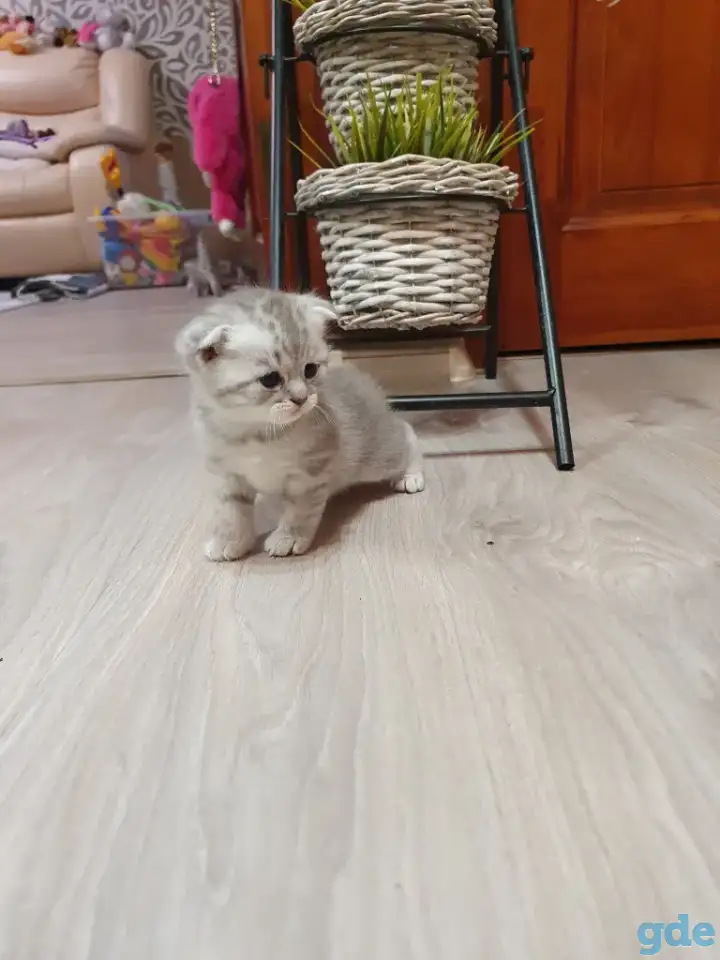 Котята, фотография 16