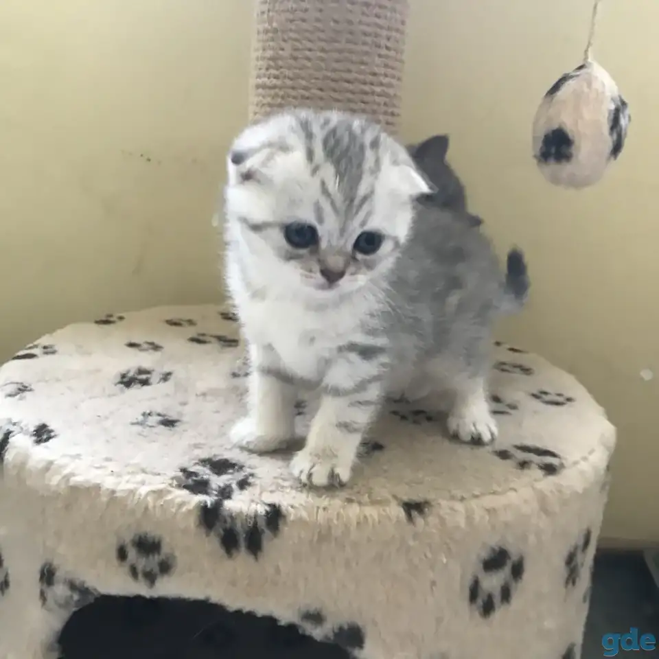 Шотландские вислоухие котята, фотография 9