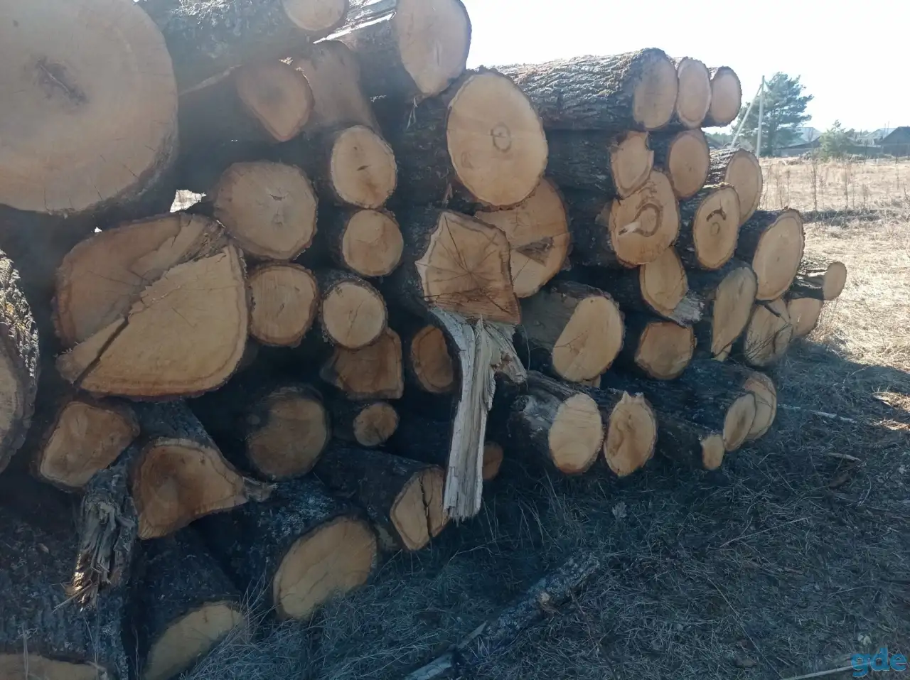 Продам дуб кругляк, фотография 2
