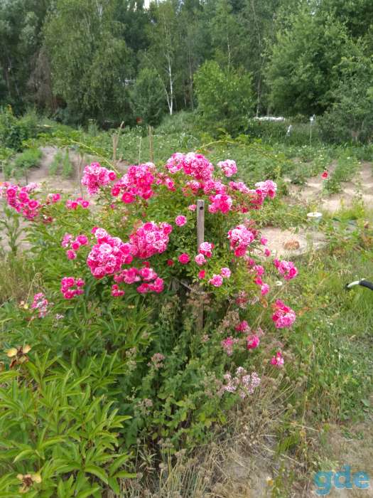 Продам дачу 13 соток, 2 км от Гомеля, Будатень, фотография 8
