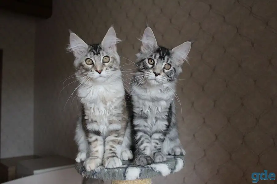 Котята мейн кун!, фотография 3