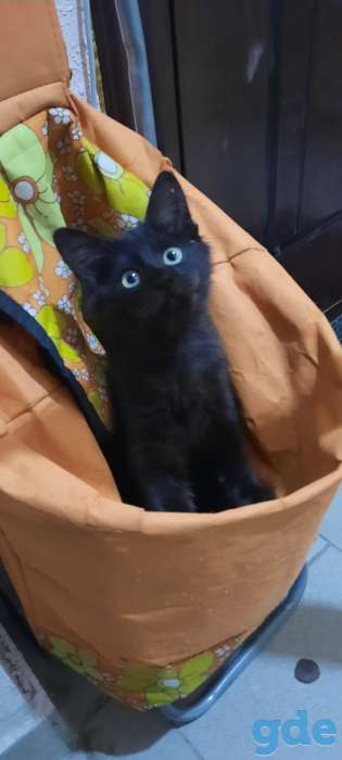 Котята бесплатно., фотография 6