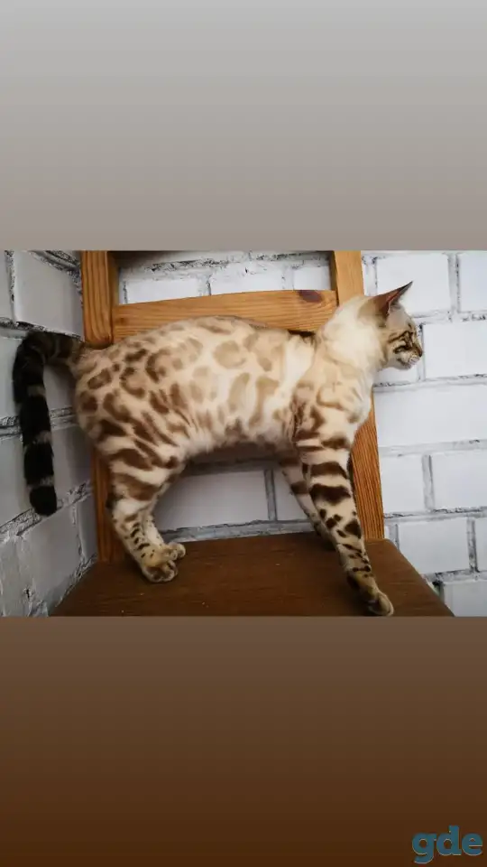 Бенгальские котята разного возраста и окраса, фотография 7