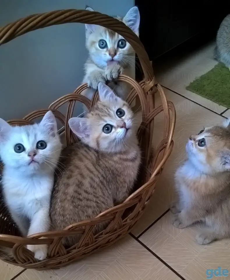 Шотландские котята, фотография 6