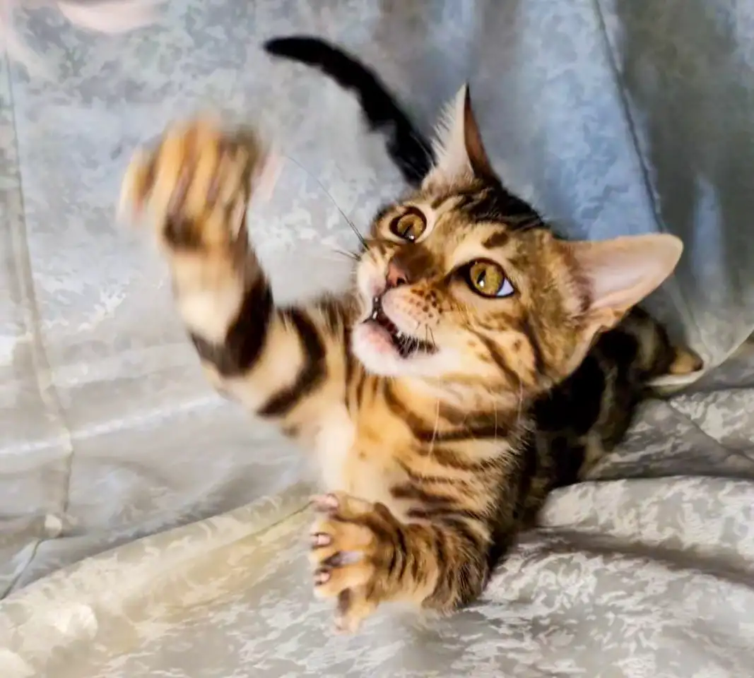 Бенгальские котята, фотография 5