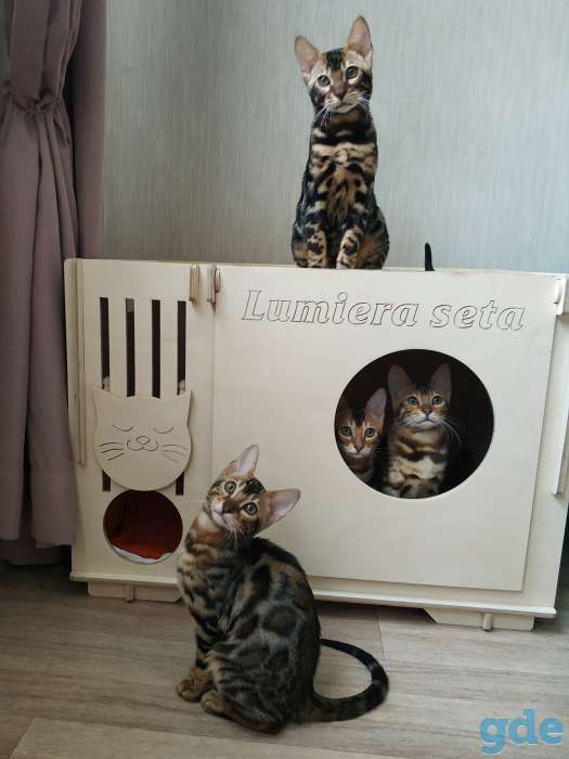 Бенгальский котенок, фотография 3