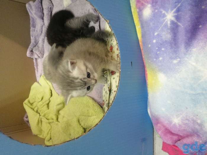 Продам шатланских котят, фотография 5