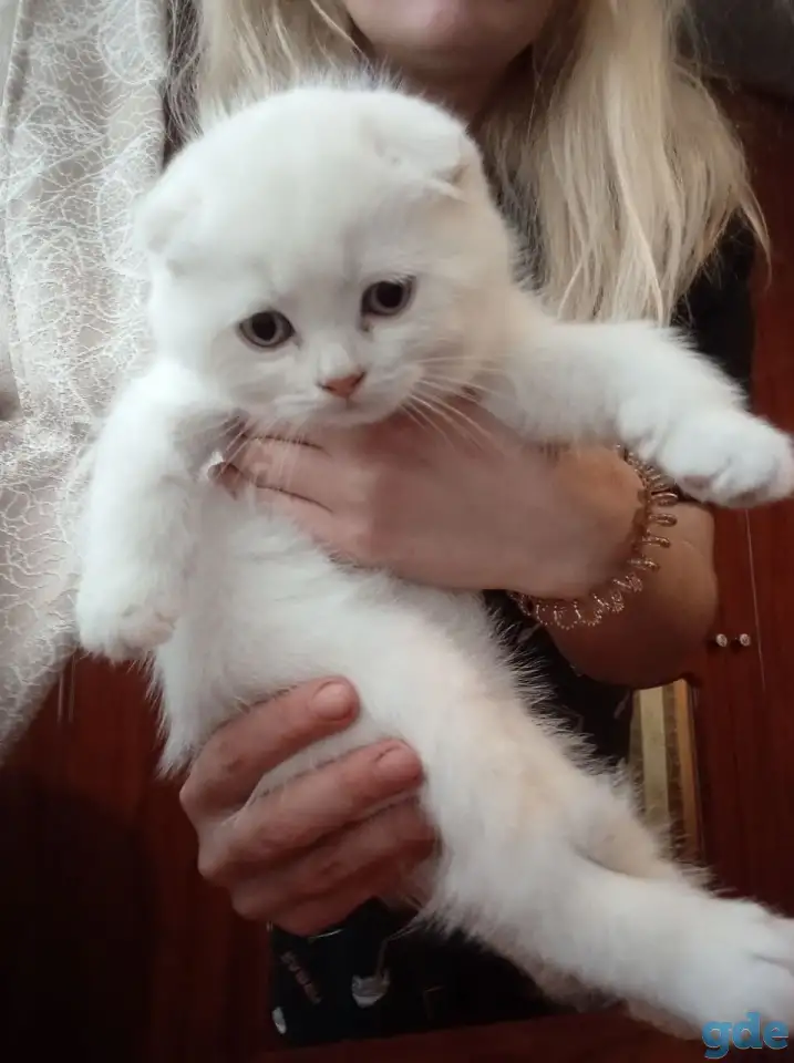 Шотландские котята, фотография 3