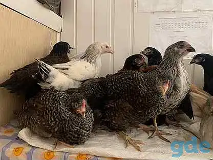 куры несушки  доставка по району, фотография 1