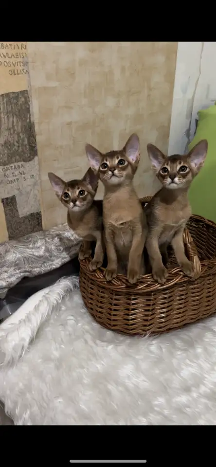 Абиссинские котята, фотография 4