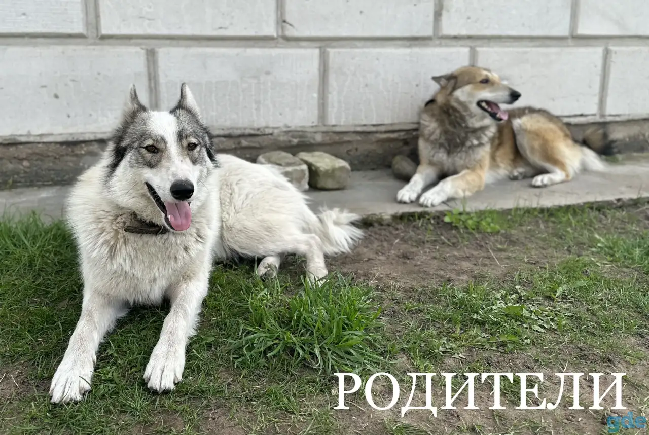 Породистые щенки северо-сибирской лайки, фотография 9