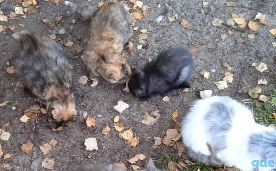 Котики ищут дом, фотография 5