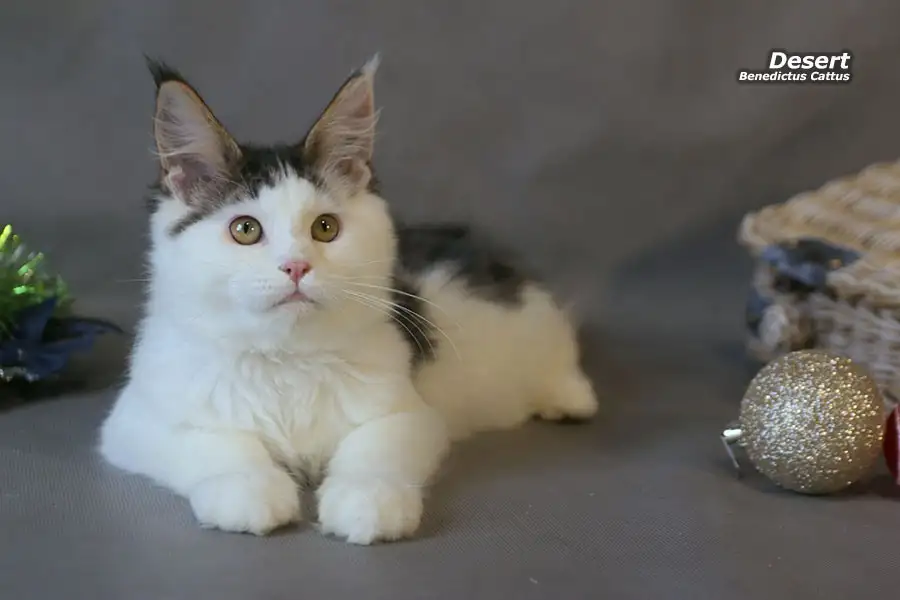 Мейн-кун котёнок  мальчик, фотография 2