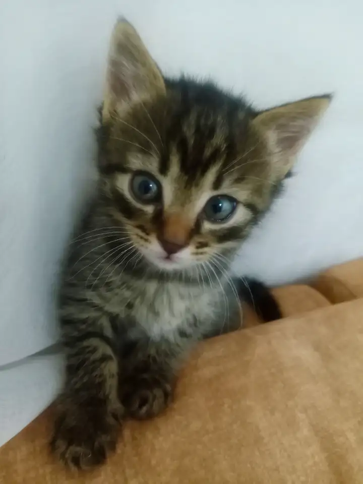 Красивая кошечка, фотография 2