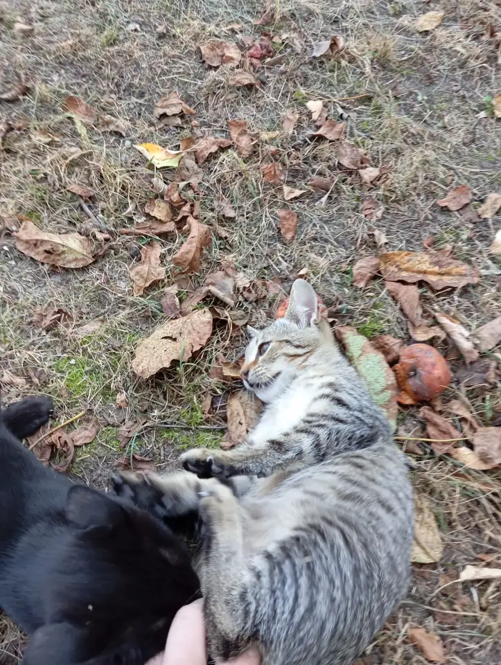 Котенок в дар, фотография 4