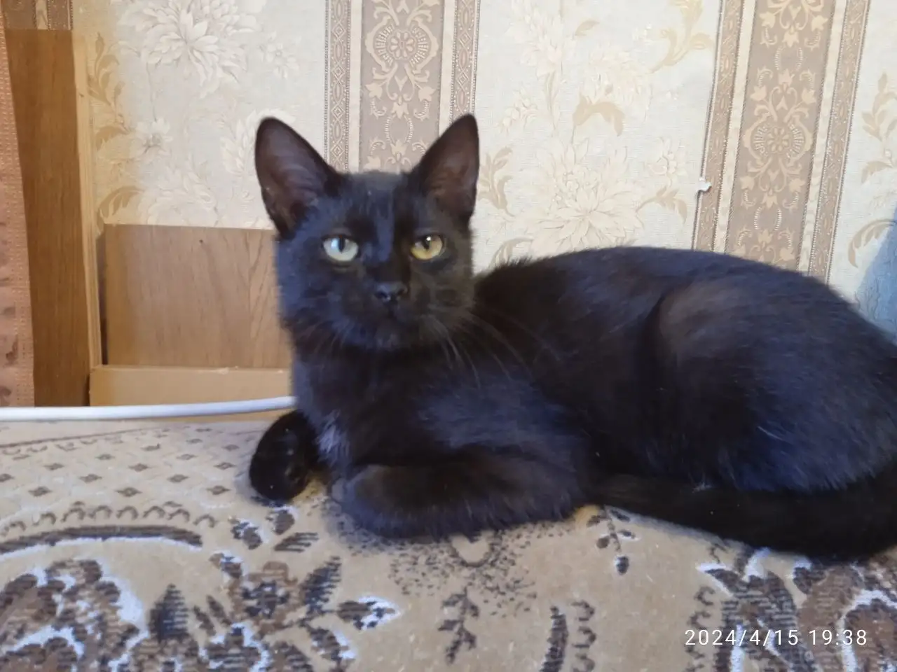 Черная кошечка котенок Фелиция в поисках семьи и дома!, фотография 10