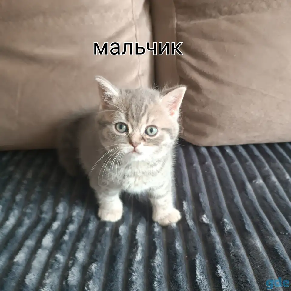 Котята, фотография 1