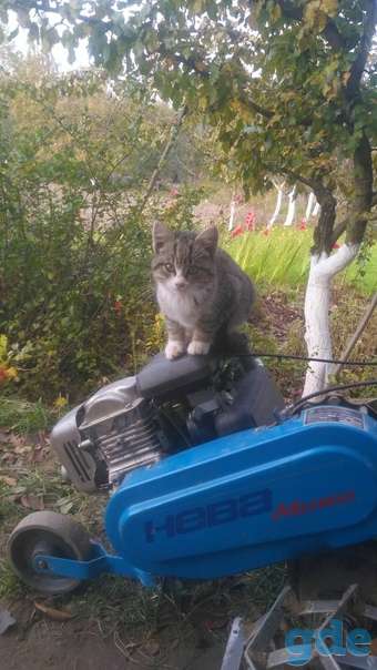 Котенок ищет дом, фотография 1