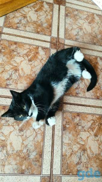 Котенок ищет дом или передержку, фотография 1
