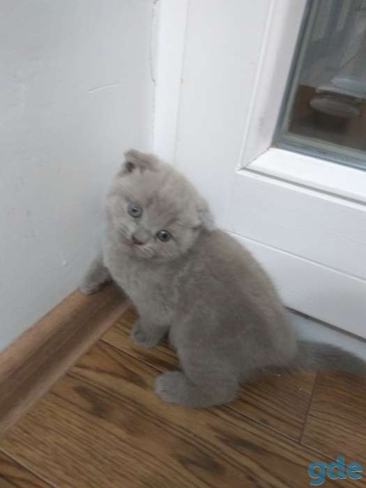 Шотландские котята, фотография 2