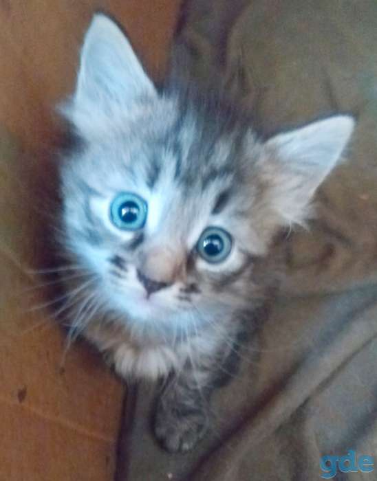 Котята для вас., фотография 4