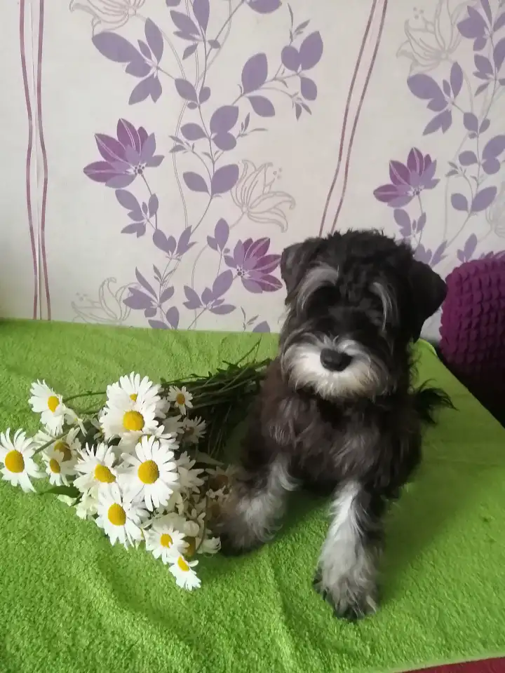 Продам щенка цвергшнауцера, фотография 2
