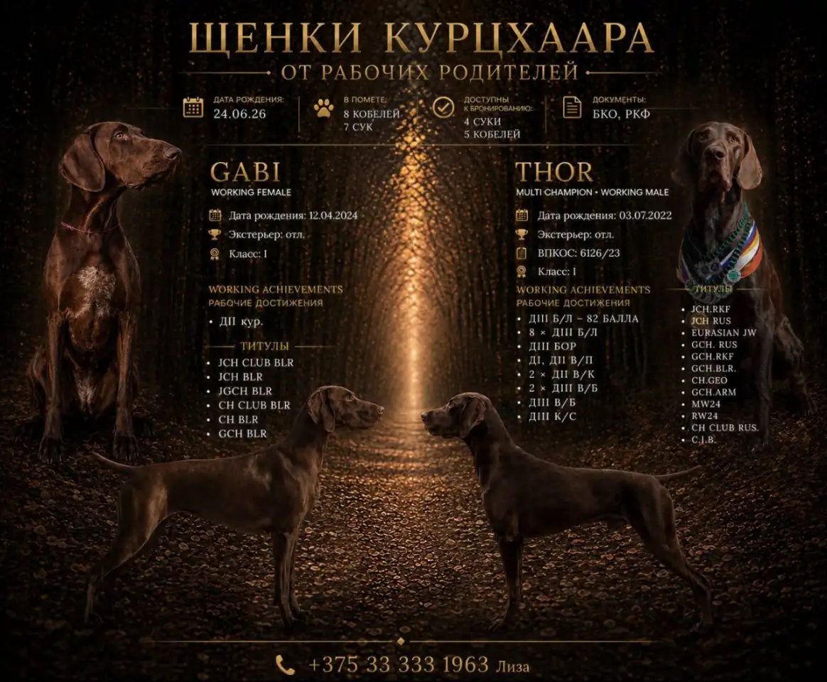 Щенок Немецкий Курцхаар, фотография 1