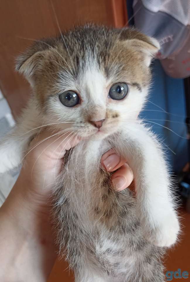 Отдам котенка в хорошие руки, фотография 1