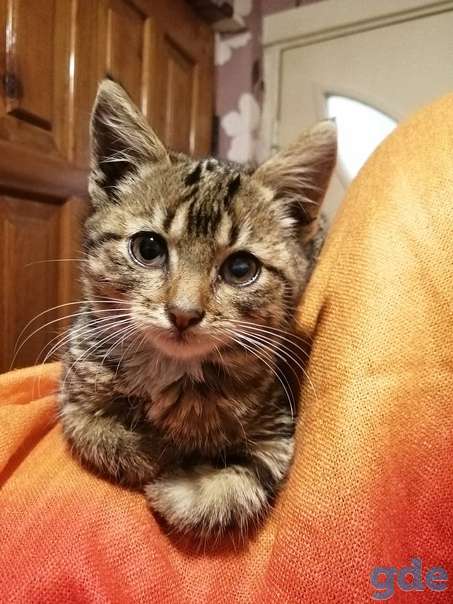 Котенок ищет дом, фотография 1