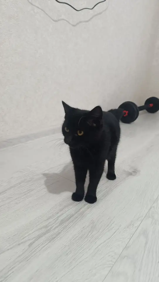 Отдадим кошечку в добрые руки., фотография 1
