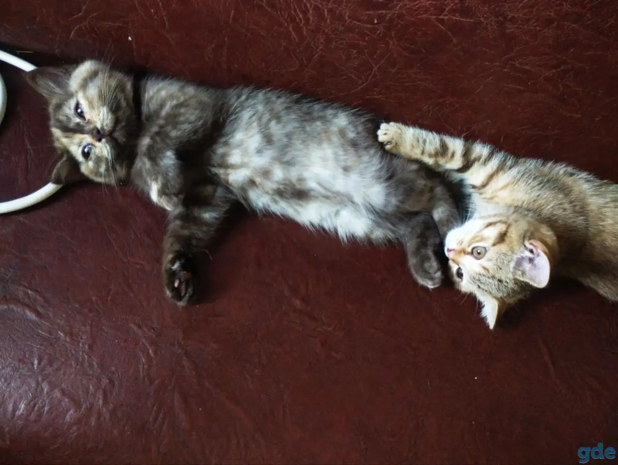 Скоттиш-страйт котята, фотография 5