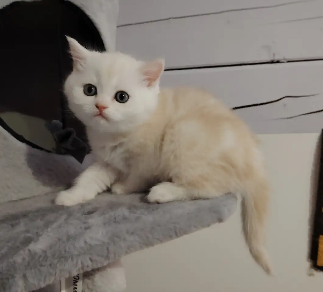 Котенок, фотография 2