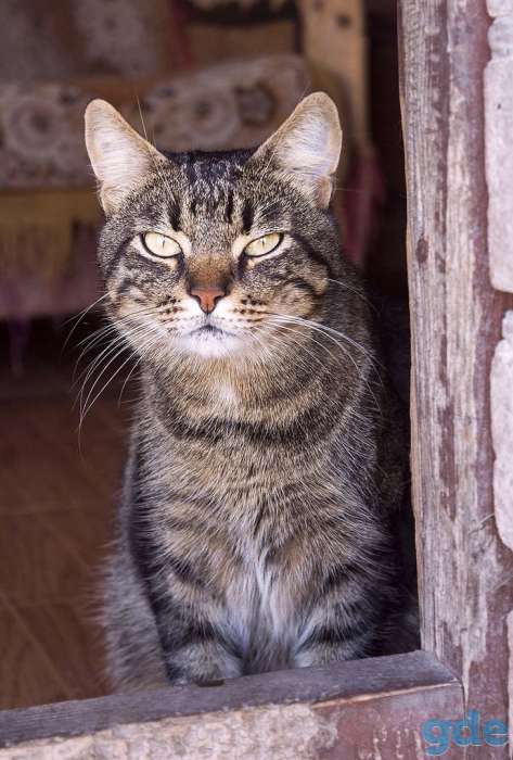 Кот Тигра, привит, кастрирован, фотография 10