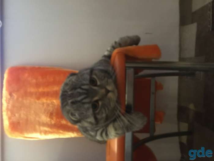 отдам кота в добрые руки, фотография 3